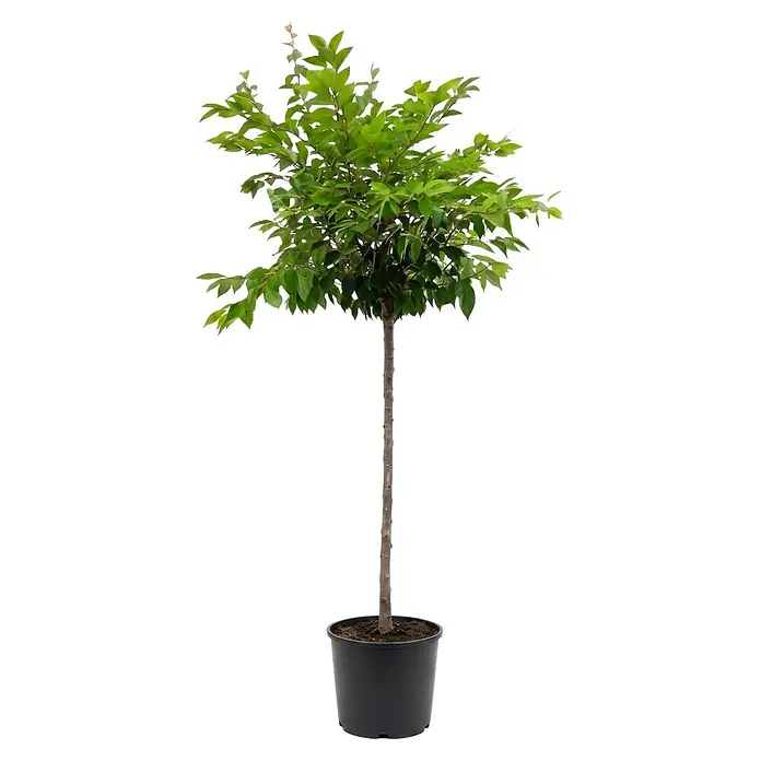 Piardino Zierkirsche - Prunus subhirtella 'Autumnalis Rosea', Aktuelle Wuchshöhe: 200 cm, Stammhöhe: 150 cm - Kleiner Baum mit grünen Blättern und schlankem Stamm in einem schwarzen runden Topf.