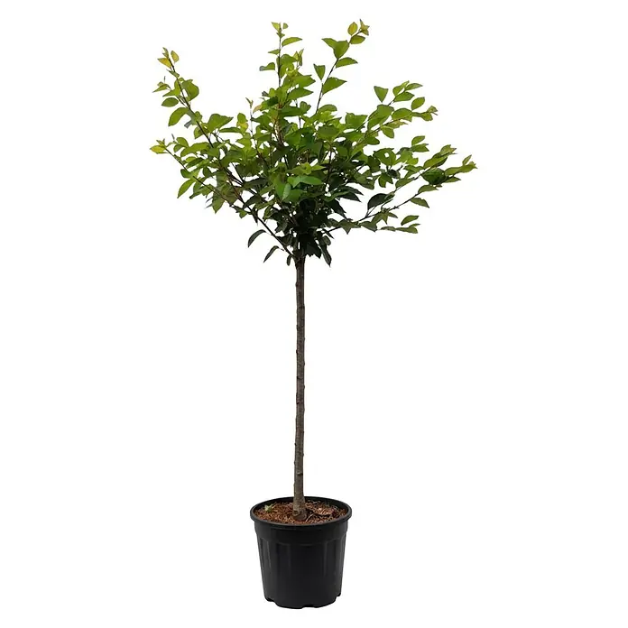 Piardino Zierkirsche - Prunus 'Accolade', Aktuelle Wuchshöhe: 200 cm, Stammhöhe: 150 cm - Ein junger Baum mit grünem Laub in einem schwarzen Topf.