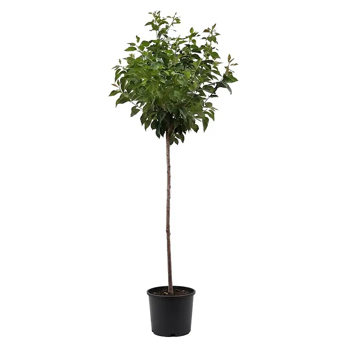 Piardino Zierkirsche - Prunus serrulata 'Kanzan', Aktuelle Wuchshöhe: 200 cm, Stammhöhe: 150 cm - Grüne Topfpflanze mit schlankem braunem Stamm und dichtem Laub in einem schwarzen Topf.