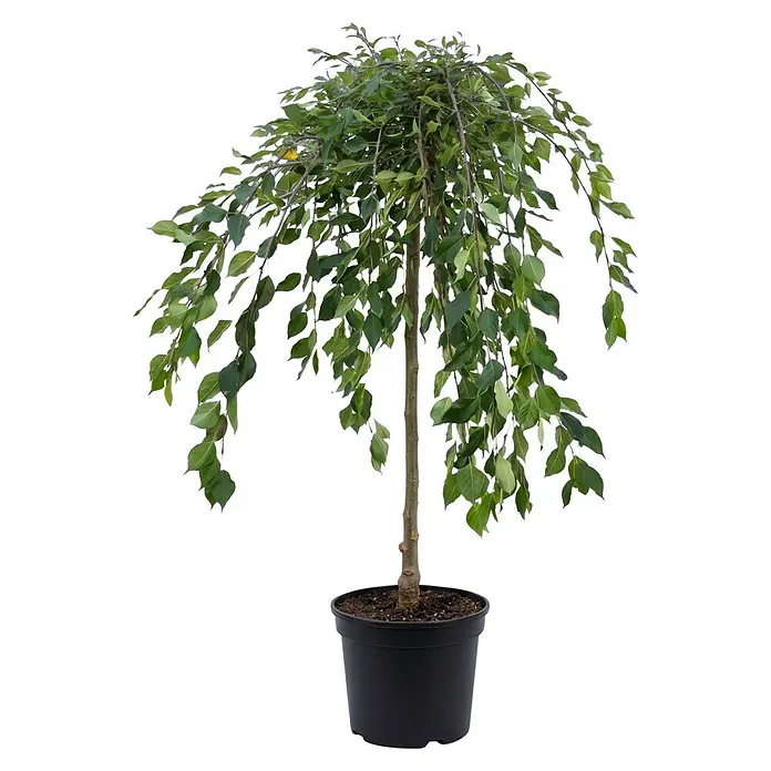 Piardino Zierapfel Fontana - Malus, Aktuelle Wuchshöhe: 150 cm, Stammhöhe: 120 cm - Topf-Trauerbaum mit grünen Blättern und braunem Stamm in einem schwarzen Pflanzgefäß.