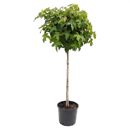 Piardino  Amberbaum Gum ball