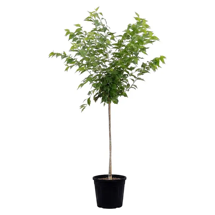 Piardino Zierkirsche - Prunus nipponica 'Brillant', Aktuelle Wuchshöhe: 170 cm, Stammhöhe: 120 cm - Kleiner Baum mit grünen Blättern im schwarzen Pflanztopf.