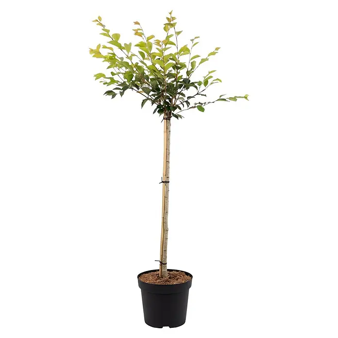 Piardino Zierkirsche - Prunus 'Accolade', Aktuelle Wuchshöhe: 200 cm, Stammhöhe: 120 cm - Kleiner Topfbaum mit grünen Blättern und schwarzem Topf, gestützt von einem Bambusstab.