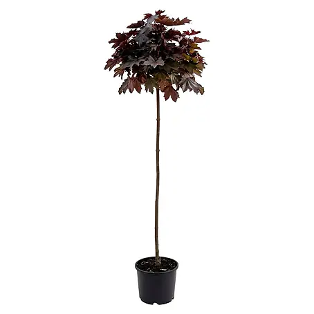 Piardino  Spitzahorn Crimson Sentry