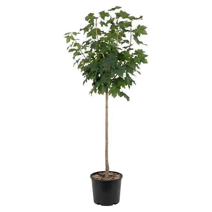 Piardino Kugel-Ahorn Globosum - Acer platanoides, Aktuelle Wuchshöhe: 200 cm, Stammhöhe: 150 cm - Kleiner Baum mit grünen Blättern und schlankem Stamm in einem schwarzen Topf.