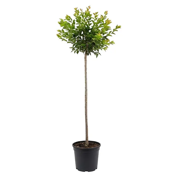 Piardino Zierkirsche - Prunus subhirtella Autumnalis, Aktuelle Wuchshöhe: 200 cm, Stammhöhe: 150 cm - Kleiner Topfbaum mit grünen Blättern und schlankem Stamm in schwarzem Topf.