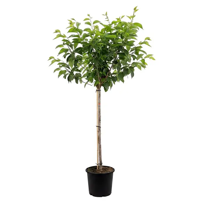 Piardino Yoshino-Kirsche - Prunus yoedensis, Aktuelle Wuchshöhe: 170 cm, Stammhöhe: 120 cm - Ein junger Baum mit grünen Blättern, schlankem Stamm und Bambusstab, gepflanzt in einem schwarzen Topf.