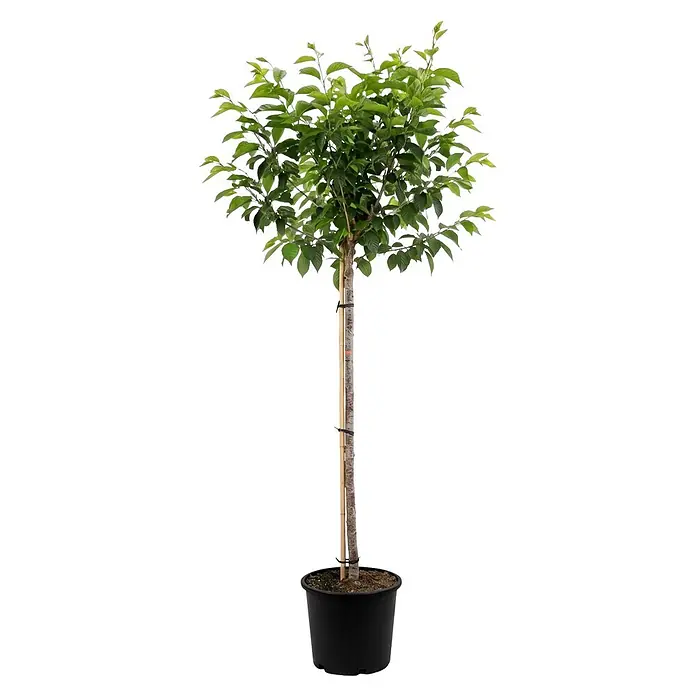 Piardino Yoshino-Kirsche - Prunus yoedensis, Aktuelle Wuchshöhe: 200 cm, Stammhöhe: 150 cm - Kleiner Baum mit leuchtend grünen Blättern, schlankem Stamm, an einem Pfahl gestützt, in einem schwarzen Topf.
