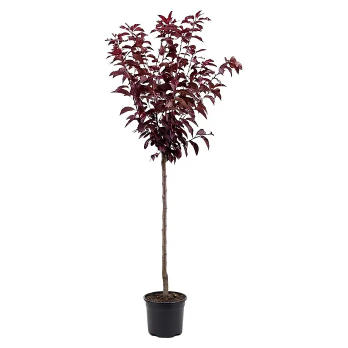 Piardino Zierkirsche Royal Burgundy - Prunus serrulata, Aktuelle Wuchshöhe: 200 cm, Stammhöhe: 150 cm - Topfpflanze mit schlankem Stamm und dichten, dunkelroten Blättern in schwarzem Kunststofftopf.