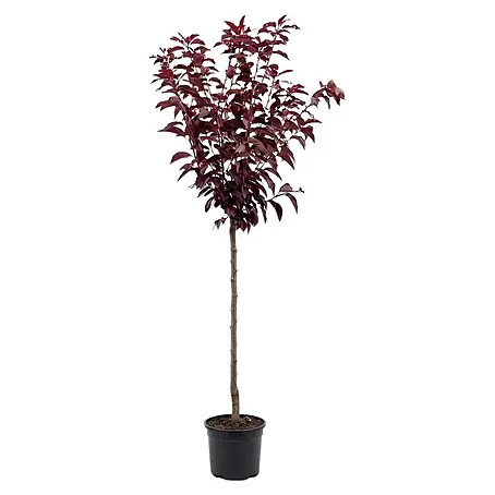 Piardino  Zierkirsche Royal Burgundy