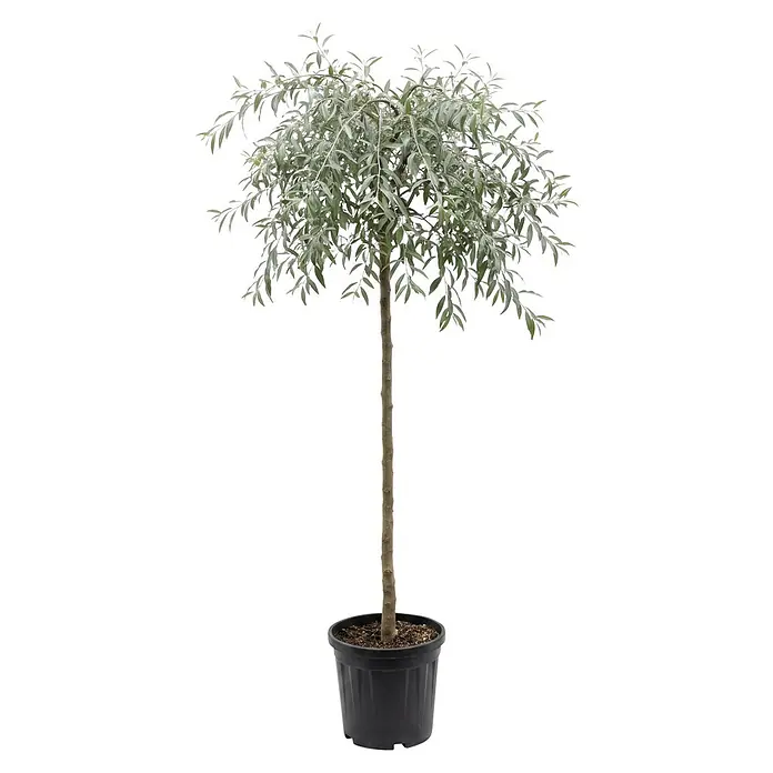 Piardino Silberbirne Pendula - Pyrus salicifolia Pendula, Aktuelle Wuchshöhe: 150 cm, Stammhöhe: 120 cm - Kleiner Topfbaum mit schlankem Stamm und buschiger Krone aus silbrig-grünen Blättern in einem schwarzen Topf.