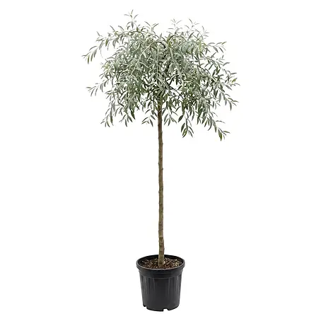 Piardino  Silberbirne Pendula