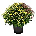Piardino Staude Chrysanthemen 