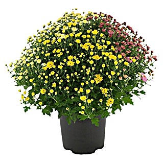 Piardino Staude Chrysanthemen (Dendranthema, Topfgröße: 14 cm)