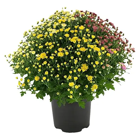 Piardino Staude Chrysanthemen
