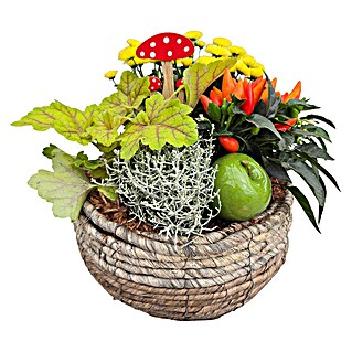 Piardino Pflanzenarrangement Herbstkorb II (Topfgröße: 13, Mehrfarbig)