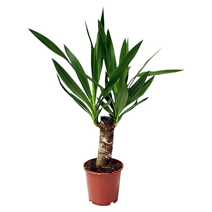 Yuca pie de elefante (Yucca elephantipes, Tamaño de maceta: 11 cm)