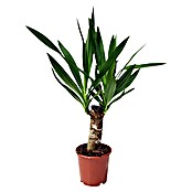 Yuca pie de elefante (Yucca elephantipes, Tamaño de maceta: 11 cm)