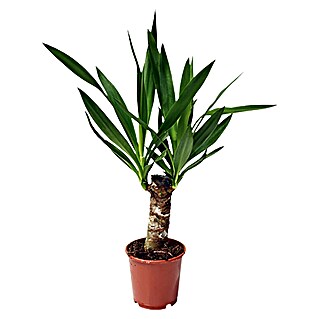 Piardino Yuca pie de elefante (Yucca elephantipes, Tamaño de maceta: 11 cm)