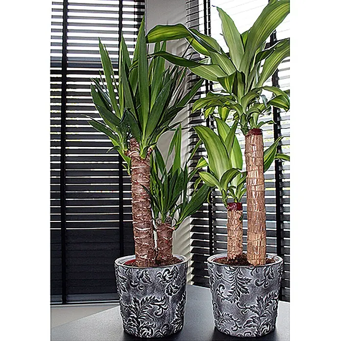 Piardino Yuca pie de elefante - Yucca elephantipes, Tamaño de maceta: 11 cm - Dos plantas de interior decorativas en macetas adornadas frente a una ventana con persianas, aportando un toque de verdor al interior.