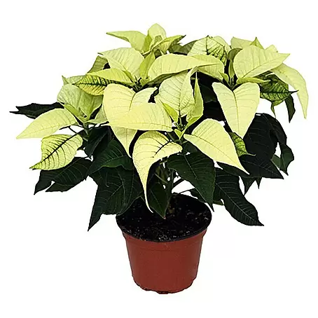 Piardino  Weihnachtsstern