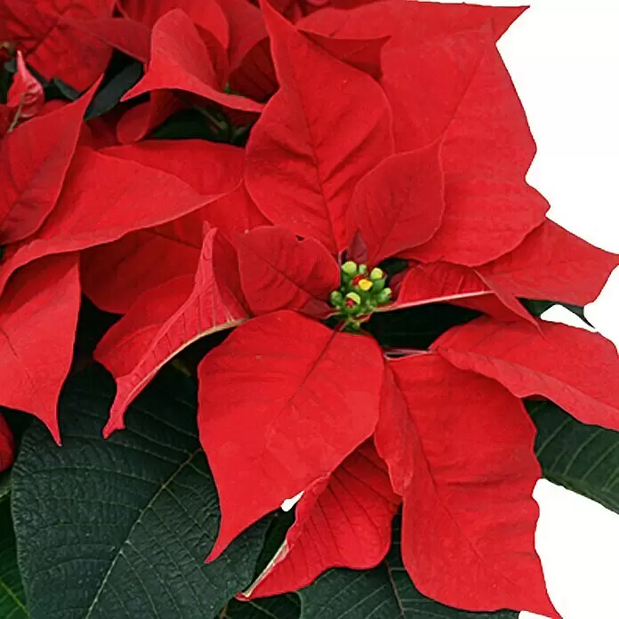Piardino Weihnachtsstern - Euphorbia pulcherrima, Rot, Topfgröße: 13 cm