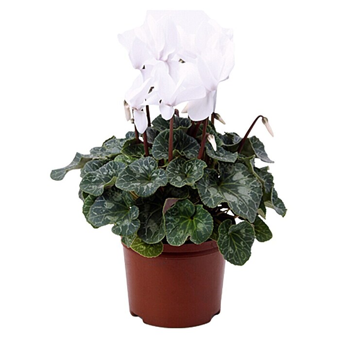 Cyclamen persicum 30Schale Jumbo