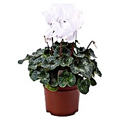 Cyclamen persicum 30Schale Jumbo