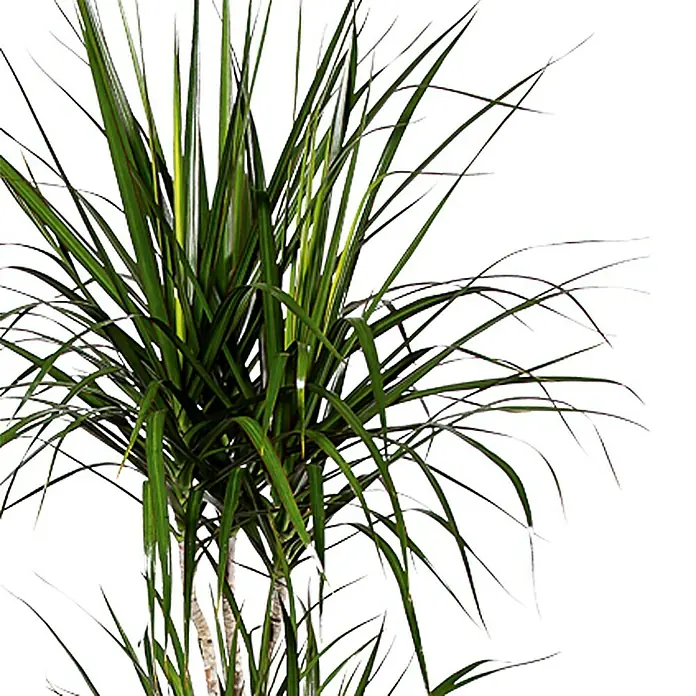 Piardino Drácena marginata - Dracaena marginata, Tamaño de maceta: 17 cm - Esta imagen muestra una planta de interior Dracaena, conocida por sus hojas largas y delgadas y su fácil cuidado, ideal para espacios interiores luminosos.