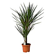 Drácena marginata (Dracaena 'lucky Bamboo', Tamaño de maceta: 17 cm, Verde) | BAUHAUS