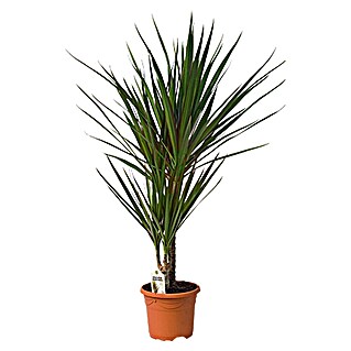 Drácena marginata (Dracaena 'lucky Bamboo' recto, Tamaño de maceta: 17 cm, Verde)