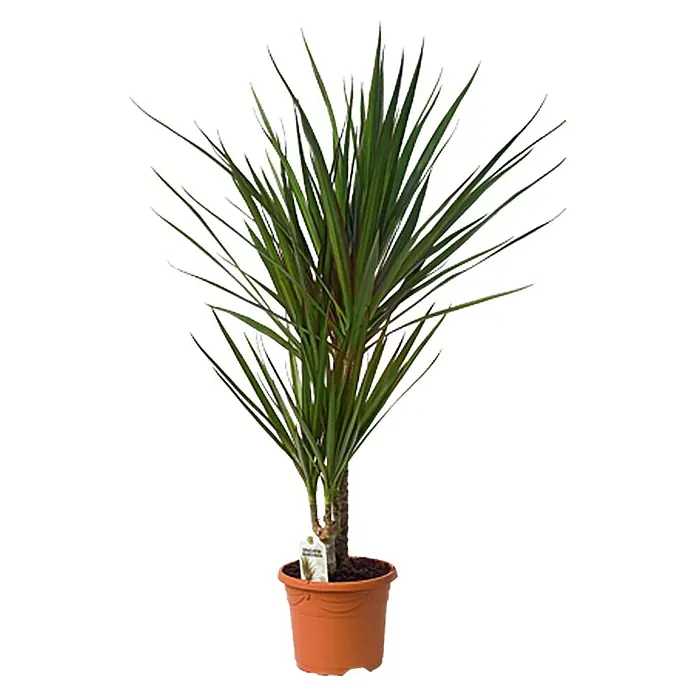 Piardino Drácena marginata - Dracena Vars. - Un vibrante drácena en una maceta de terracota. Las largas hojas verdes con rayas rojas lo convierten en un bello reclamo en la habitación.