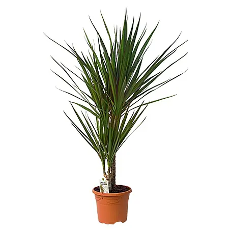 Piardino  Drácena marginata