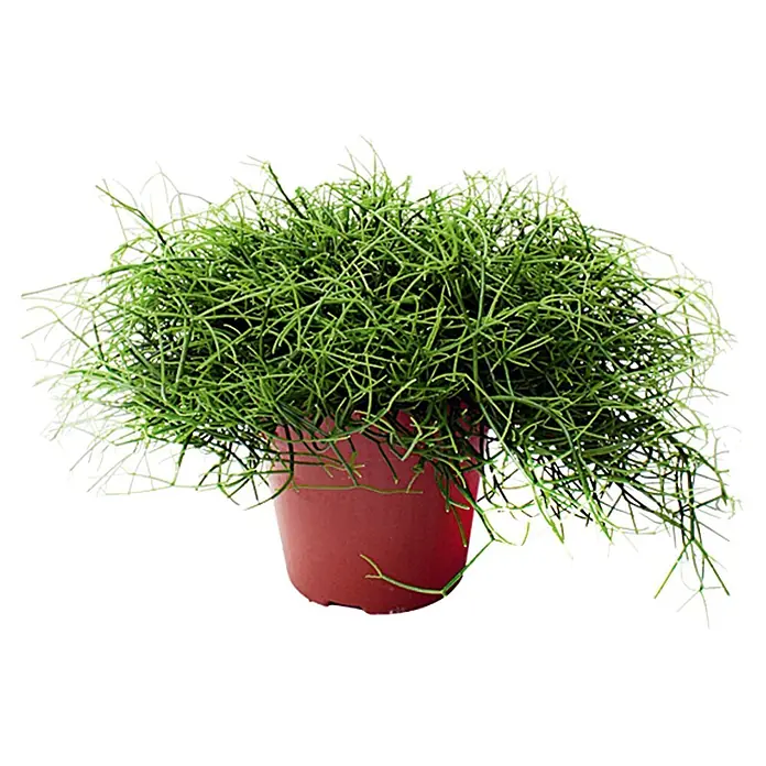 Piardino Rhipsalis - Rhipsalis cassutha, Tamaño de maceta: 12 cm - Un llamativo cactus lápiz en una maceta de terracota, una planta de interior minimalista y de bajo mantenimiento.