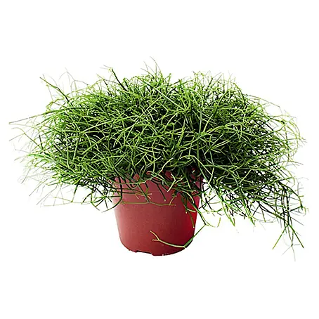 Piardino Rhipsalis
