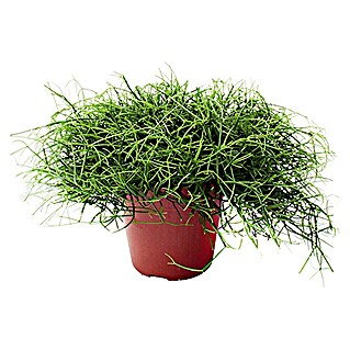Piardino Rhipsalis (Rhipsalis cassutha, Tamaño de maceta: 12 cm)