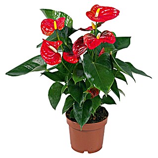 Piardino Flamingoblume Red Love (Anthurium x andreanum, Topfgröße: 12 cm, Rot)