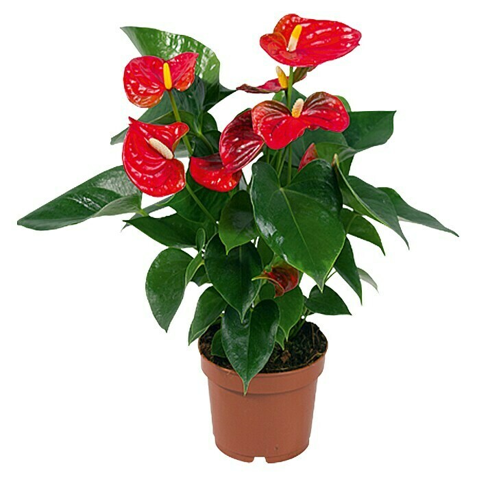 Anturio (Anthurium x andreanum Red Love, Tamaño de maceta: 12 cm, Rojo)