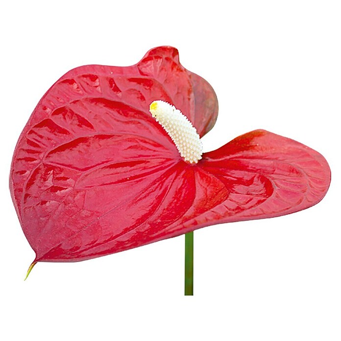 Flamingoblume (Topfgröße: 12 cm, Rot)