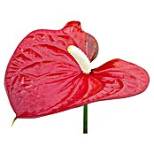 Flamingoblume (Topfgröße: 12 cm, Rot)