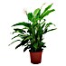 Piardino Air So Pure Spathiphyllum 