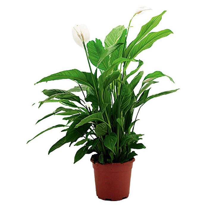 Piardino Air So Pure Sierra (Spathiphyllum wallisii, Tamaño de maceta: 17 cm, Blanco)