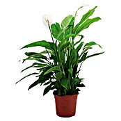 Piardino Air So Pure Sierra (Spathiphyllum wallisii, Tamaño de maceta: 17 cm, Blanco)
