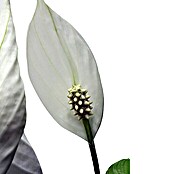 Piardino Air So Pure Sierra (Spathiphyllum wallisii, Tamaño de maceta: 17 cm, Blanco)