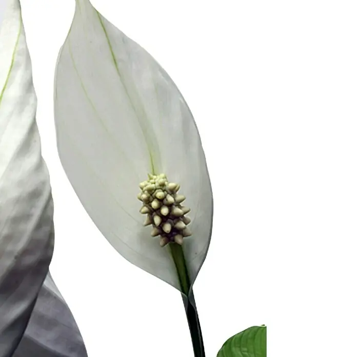 Piardino Air So Pure Spathiphyllum - Spathiphyllum wallisii, Tamaño de maceta: 17 cm, Blanco - Primer plano de un elegante lirio de paz blanco con una espádice floral distintiva.
