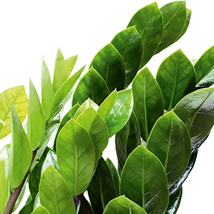 Piardino Zamioculca - Zamiioculcas zamiifolia, Tamaño de maceta: 17 cm - Primer plano de una planta Zamioculcas zamiifolia, también conocida como planta ZZ, que muestra sus brillantes hojas verdes.