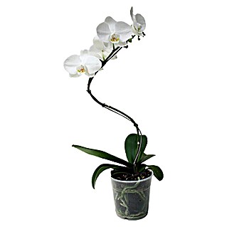 Piardino Orquídea mariposa (Phalaenopsis Hybride, Tamaño de maceta: 12 cm, Blanco, Número de brotes: 1 ud., En posición vertical)
