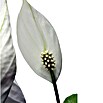 Piardino Sierra (Spathiphyllum wallisii, Tamaño de maceta: 21 cm, Blanco)