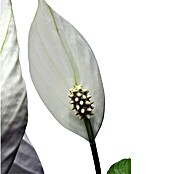 Piardino Sierra (Spathiphyllum wallisii, Tamaño de maceta: 21 cm, Blanco)