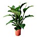 Piardino Air So Pure Spathiphyllum 